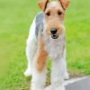 Wire Haired Fox Terrier Dog Diamond Painting