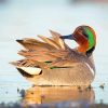 Green Winged Teal Swimming Diamond Painting