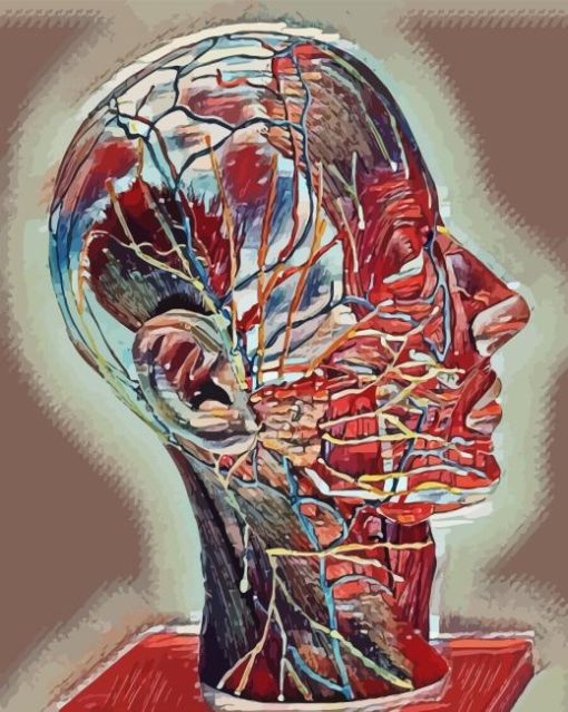Human Head Anatomy Abstract Artwork Diamond Painting