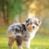 Australian Shepherd Diamond Painting