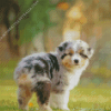 Australian Shepherd Diamond Painting