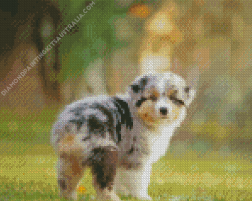 Australian Shepherd Diamond Painting