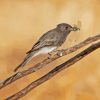 Black Phoebe With Insect Diamond Painting