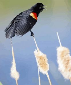 Blackbird With Red Wings Diamond Painting