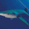 Blue Shark The Ocean Life Wild Animals Diamond Painting