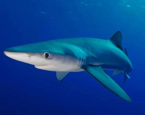Blue Shark The Ocean Life Wild Animals Diamond Painting