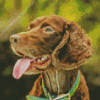 Boykin Spaniel Puppy Diamond Painting