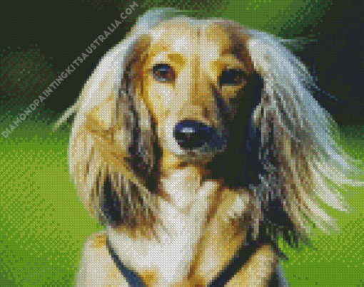 Cute Long Haired Dachshund Diamond Painting