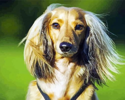 Cute Long Haired Dachshund Diamond Painting