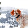 English Setter In The Snow Diamond Painting