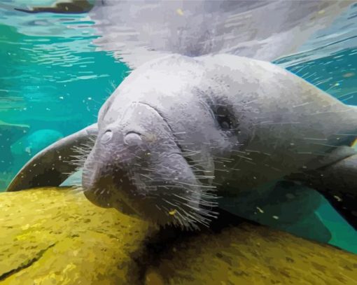 Florida Manatee Diamond Painting