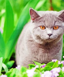 Grey Cat In Garden Diamond Painting
