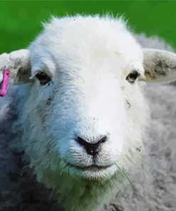 Herdwick Sheep Face Diamond Painting