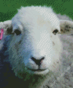 Herdwick Sheep Face Diamond Painting