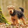 Welsh Terrier Dog Diamond Painting