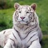 White Bengal Tiger Animal Diamond Painting