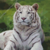 White Bengal Tiger Animal Diamond Painting