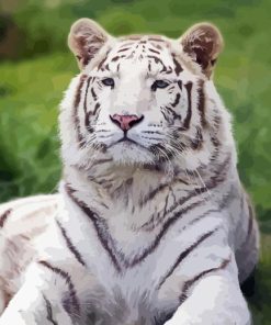 White Bengal Tiger Animal Diamond Painting