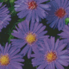 Aster Flower Diamond Painting