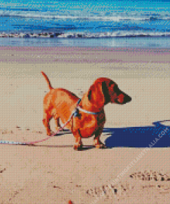 Brown Dachshund On The Beach Diamond Painting