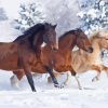 Cute Horses In Snowy Forest Diamond Painting