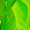 Green Banana Leaf Diamond Painting