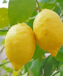 Lemon Fruit Tree Diamond Painting