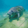 Manatee Animal Underwater Diamond Painting