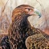 Wedge Tailed Eagle Bird Diamond Painting