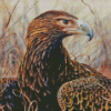 Wedge Tailed Eagle Bird Diamond Painting