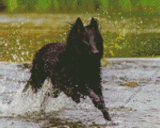 Belgian Sheepdog Diamond Painting