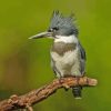 Close Up Belted Kingfisher Diamond Painting