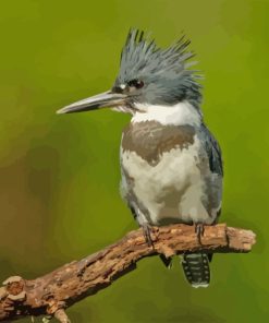 Close Up Belted Kingfisher Diamond Painting