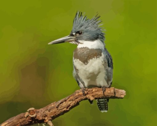 Close Up Belted Kingfisher Diamond Painting