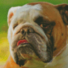 Close Up English Bulldog Diamond Painting