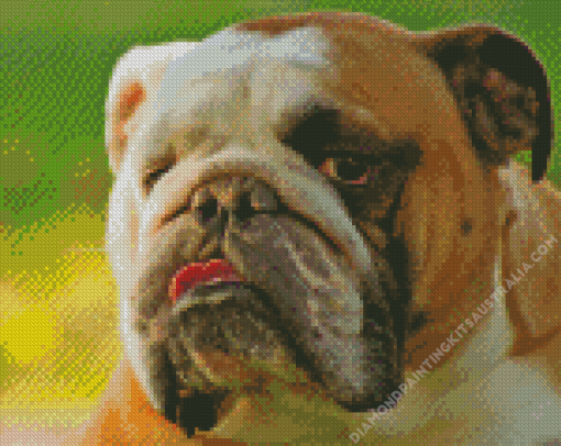 Close Up English Bulldog Diamond Painting