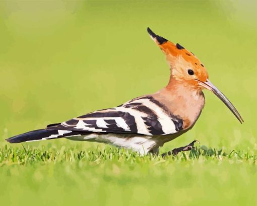 Hoopoe On Grass Diamond Painting