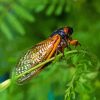 Insect Cicadas Diamond Painting