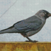 Jackdaw Bird Diamond Painting