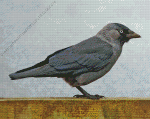 Jackdaw Bird Diamond Painting