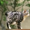 Japanese Bobtail Cat Diamond Painting