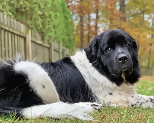 Newfie Dog Diamond Painting