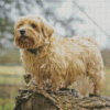 Norfolk Terrier Diamond Painting