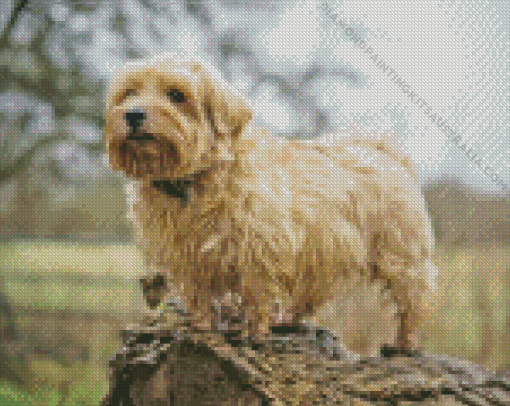 Norfolk Terrier Diamond Painting