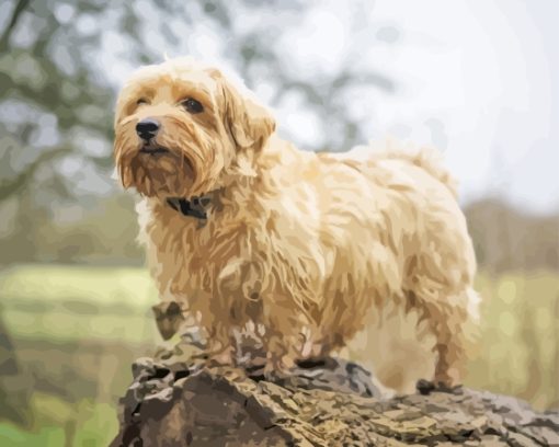 Norfolk Terrier Diamond Painting