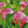 Pink Calla Lily Flowers Diamond Painting