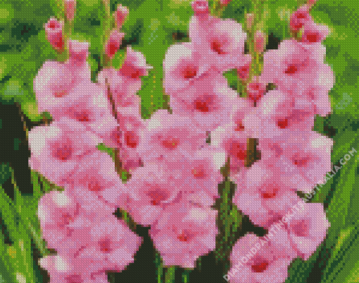 Pink Gladioli Plants Diamond Painting