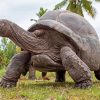 Seychelles Giant Tortoise Diamond Painting