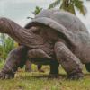 Seychelles Giant Tortoise Diamond Painting