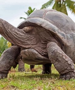 Seychelles Giant Tortoise Diamond Painting